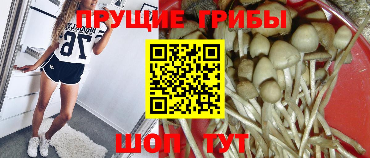 Псилоцибиновые грибы Psilocybine cubensis Алексин